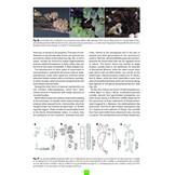 Studying the Discomycetes - From initiation to advanced levels