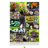 Studying the Discomycetes - From initiation to advanced levels