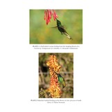 Birds and Flowers - An Intimate 50 Million Year Relationship