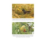 Birds and Flowers - An Intimate 50 Million Year Relationship