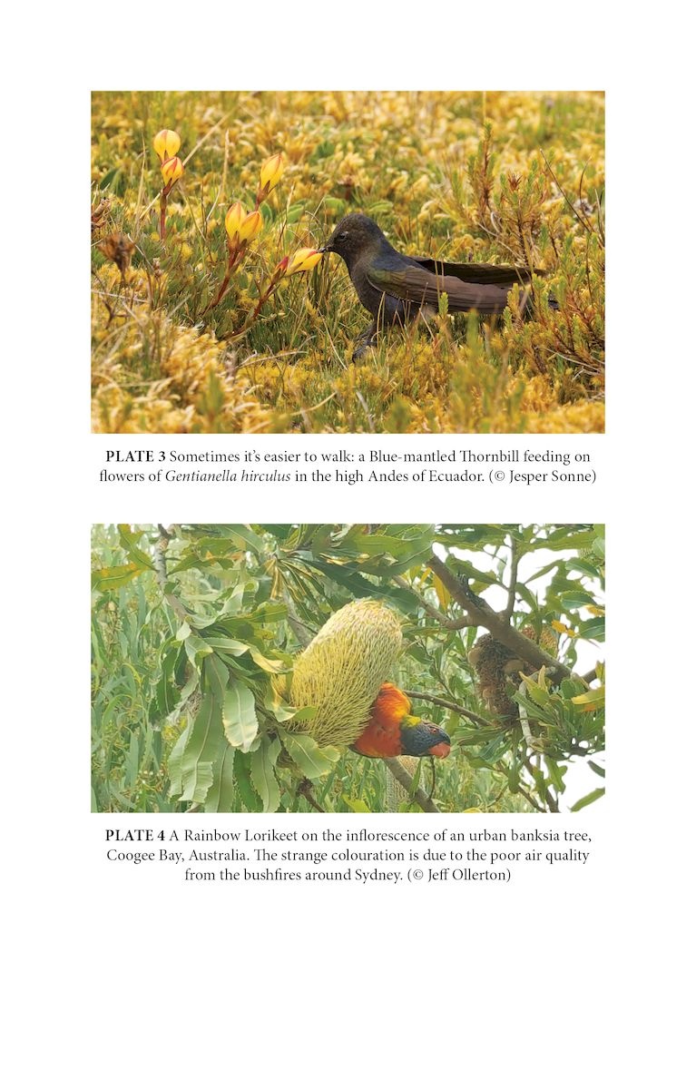 Birds and Flowers - An Intimate 50 Million Year Relationship