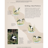 Avian Architecture Revised and Expanded Edition: How Birds Design, Engineer, and Build