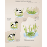 Avian Architecture Revised and Expanded Edition: How Birds Design, Engineer, and Build