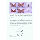 The Geometrid Moths of Europe, Volume 1 - Introduction, Archiearinae, Orthostixinae, Desmobathrinae, Alsophilinae, Geometrinae