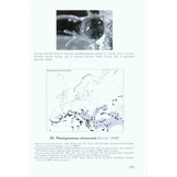 The Geometrid Moths of Europe, Volume 1 - Introduction, Archiearinae, Orthostixinae, Desmobathrinae, Alsophilinae, Geometrinae