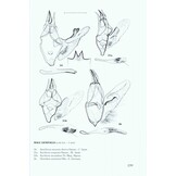 The Geometrid Moths of Europe, Volume 1 - Introduction, Archiearinae, Orthostixinae, Desmobathrinae, Alsophilinae, Geometrinae