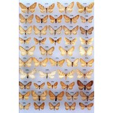 The Geometrid Moths of Europe, Volume 4 - Larentiinae II