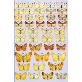 The Geometrid Moths of Europe, Volume 5 - Ennominae I