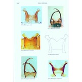 The Mayflies of Europe (Ephemeroptera)