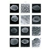 The Mayflies of Europe (Ephemeroptera)