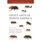 Velvet Ants of North America