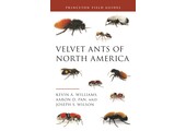 Velvet Ants of North America