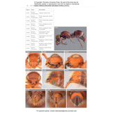 Velvet Ants of North America