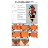 Velvet Ants of North America