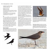 Steltlopers van Europa