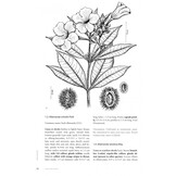 Lianas of the Guianas - A Guide to Woody Climbers in the Tropical Forests of Guyana, Suriname and French Guiana