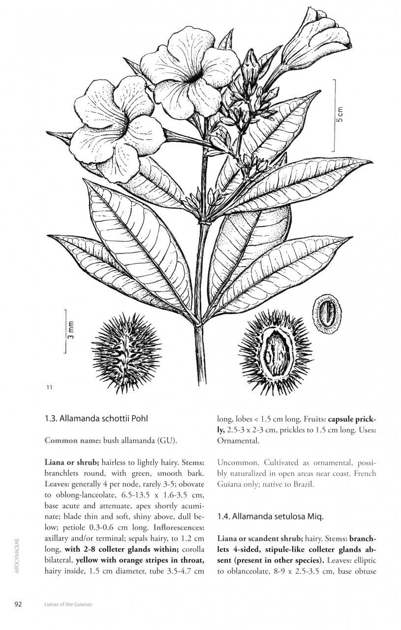 Lianas of the Guianas - A Guide to Woody Climbers in the Tropical Forests of Guyana, Suriname and French Guiana