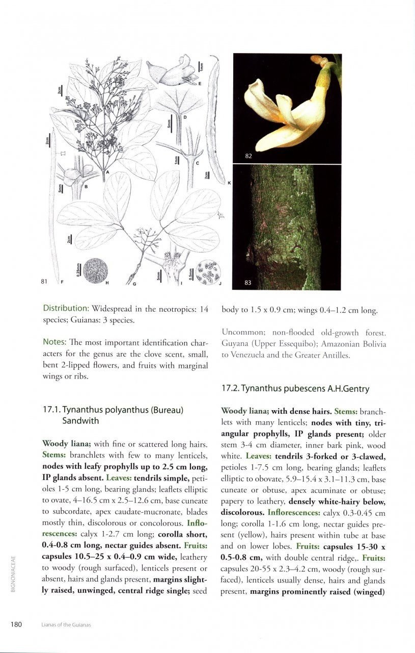 Lianas of the Guianas - A Guide to Woody Climbers in the Tropical Forests of Guyana, Suriname and French Guiana