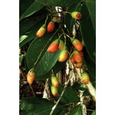 Lianas of the Guianas - A Guide to Woody Climbers in the Tropical Forests of Guyana, Suriname and French Guiana