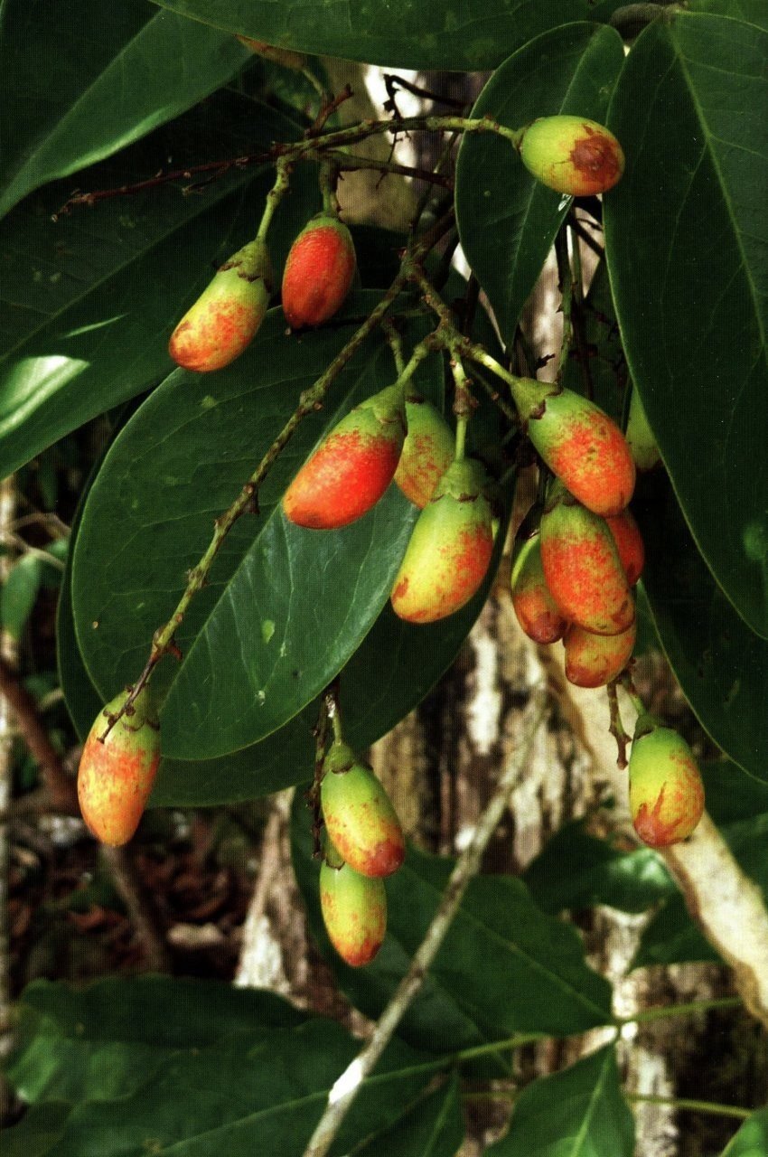 Lianas of the Guianas - A Guide to Woody Climbers in the Tropical Forests of Guyana, Suriname and French Guiana
