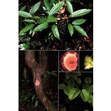 Lianas of the Guianas - A Guide to Woody Climbers in the Tropical Forests of Guyana, Suriname and French Guiana