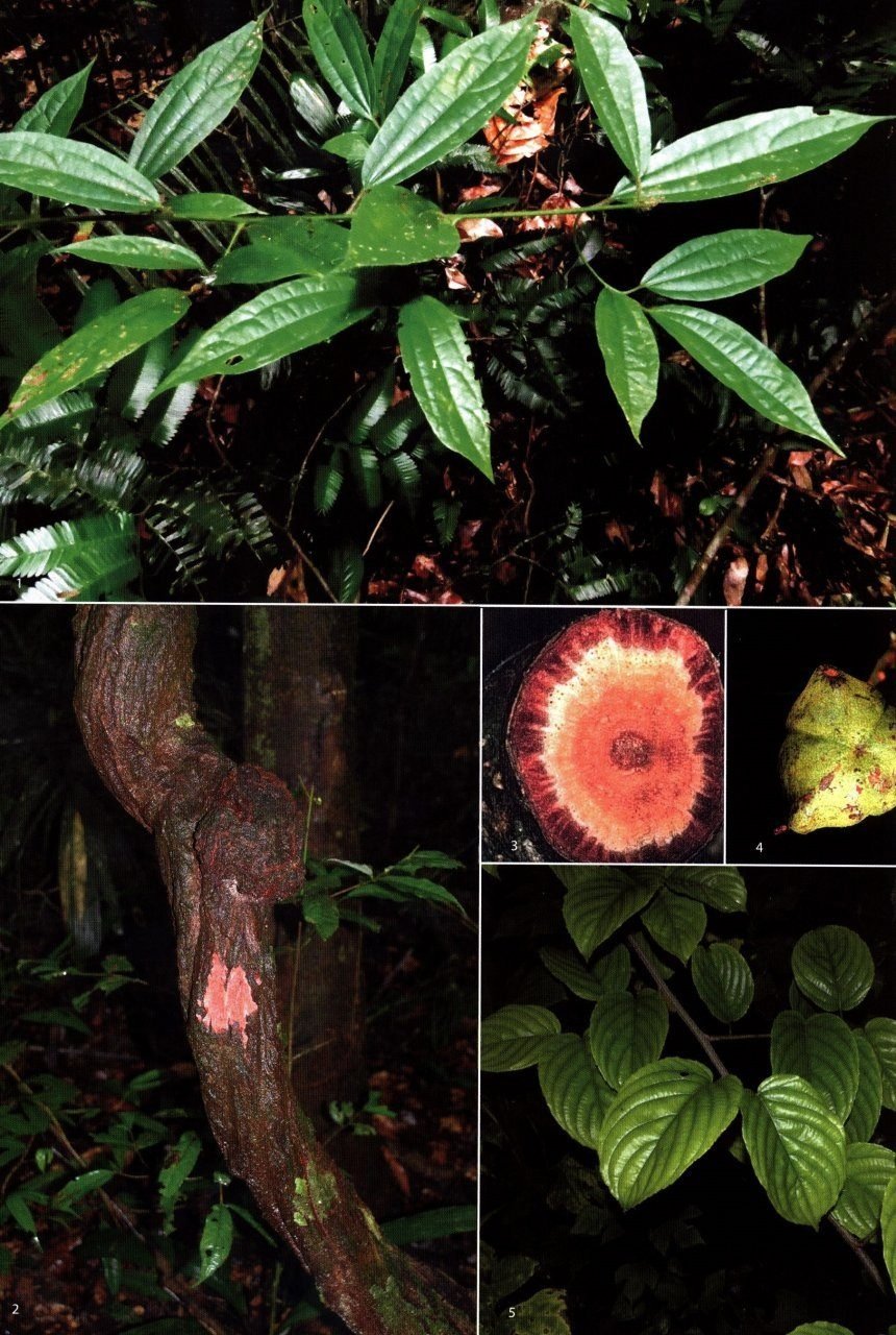 Lianas of the Guianas - A Guide to Woody Climbers in the Tropical Forests of Guyana, Suriname and French Guiana