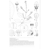 Lianas of the Guianas - A Guide to Woody Climbers in the Tropical Forests of Guyana, Suriname and French Guiana