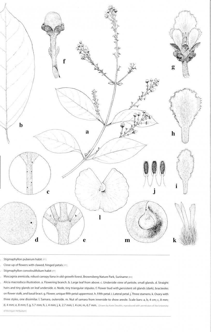 Lianas of the Guianas - A Guide to Woody Climbers in the Tropical Forests of Guyana, Suriname and French Guiana