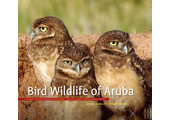 Bird Wildlife of Aruba