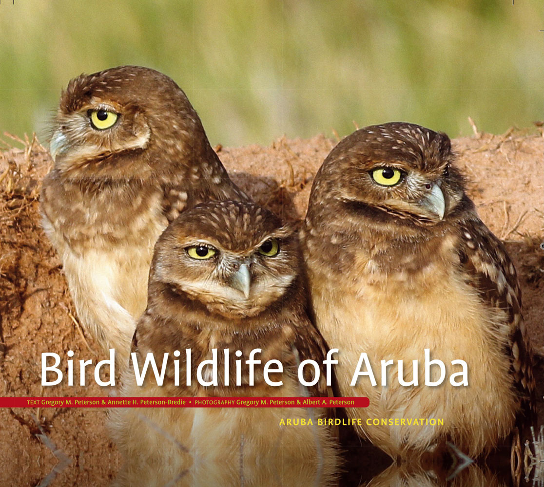 Bird Wildlife of Aruba