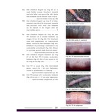 De Nederlandse Regenwormen