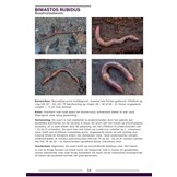 De Nederlandse Regenwormen