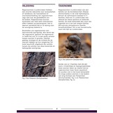 De Nederlandse Regenwormen