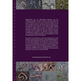 De Nederlandse Regenwormen