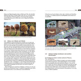 Symbiosen beobachten - Feldführer für unsere Wälder, Wiesen, Äcker, Seeufer und Stadtnatur