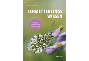 Schmetterlingswissen