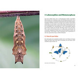 Schmetterlingswissen - Biologie, Lebensräume, Beobachtung