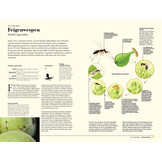 Wespen - Unterschätzte Insekten mit erstaunlichen Fähigkeiten