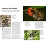 Wespen - Unterschätzte Insekten mit erstaunlichen Fähigkeiten