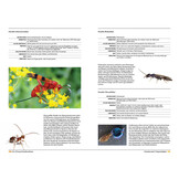 Wespen - Unterschätzte Insekten mit erstaunlichen Fähigkeiten