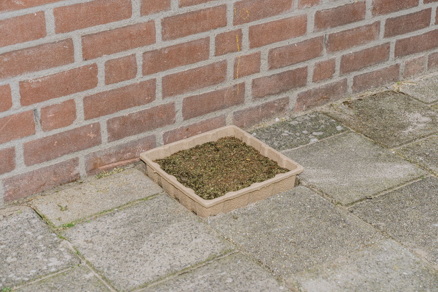 Flip the City Entengrütze-Gehwegplatte für Bienen