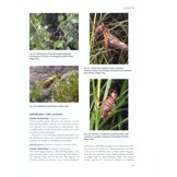 The Royal Entomological Society Book of British Insects