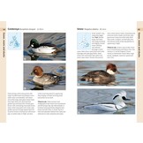 RSPB Birds of the British Isles
