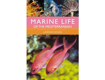 Marine Life of the Mediterranean