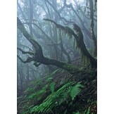 Crossbill Guide Tenerife and La Gomera - Canary Islands - Spain