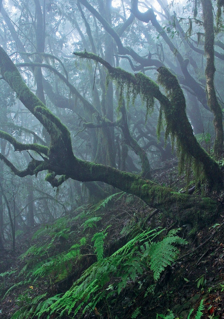 Crossbill Guide Tenerife and La Gomera - Canary Islands - Spain