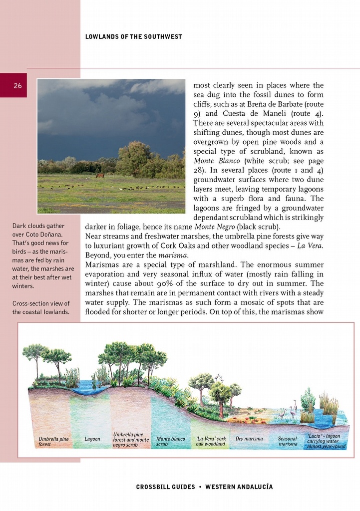 Crossbill Guide Western Andalucia - Huelva to Málaga - Spain