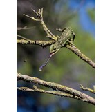 Crossbill Guide Western Andalucia - Huelva to Málaga - Spain