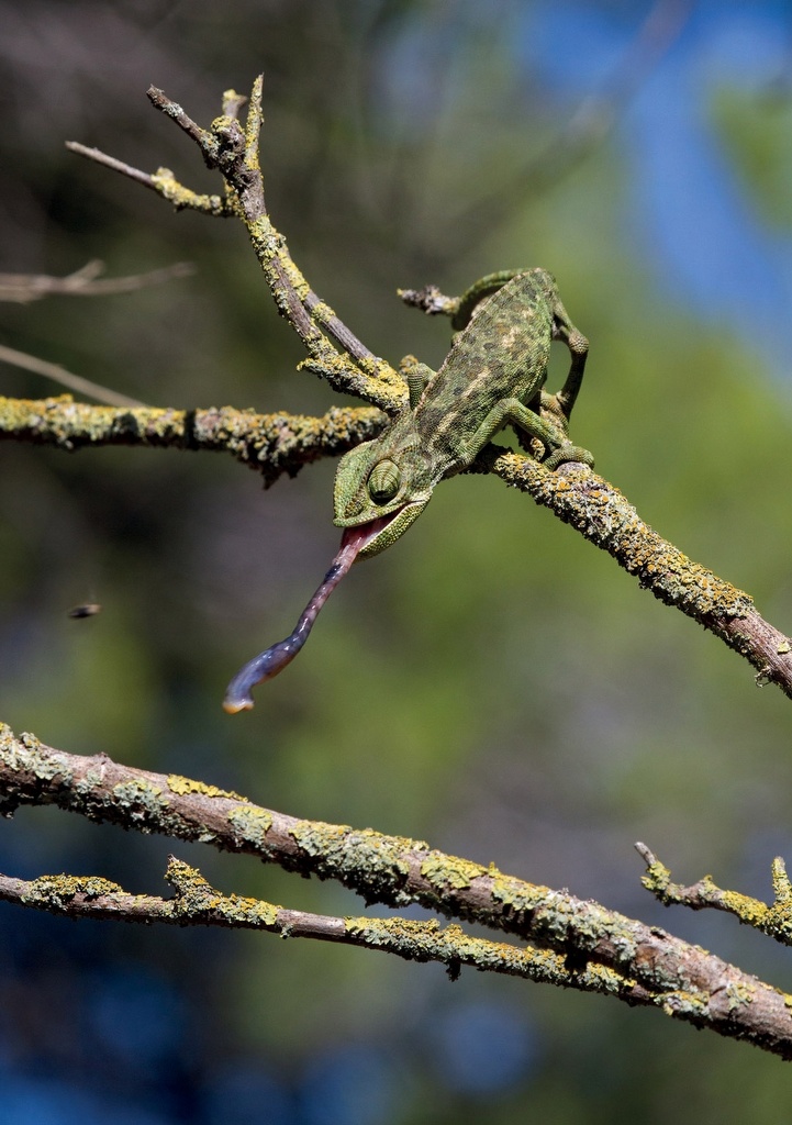 Crossbill Guide Western Andalucia - Huelva to Málaga - Spain