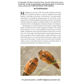 The Little Book of Beetles